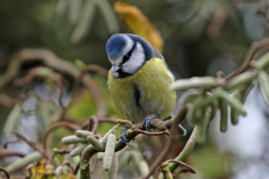 Pimpelmees - Vogels - 