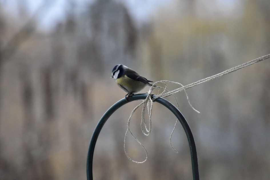 Pimpelmeesje - Vogels - 