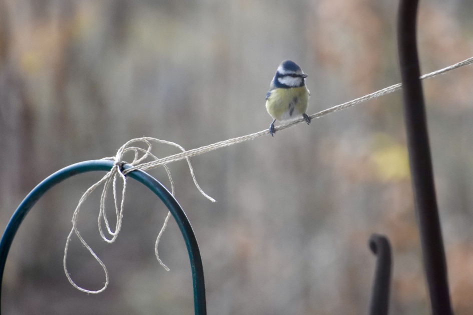 Pimpelmeesje - Vogels - 