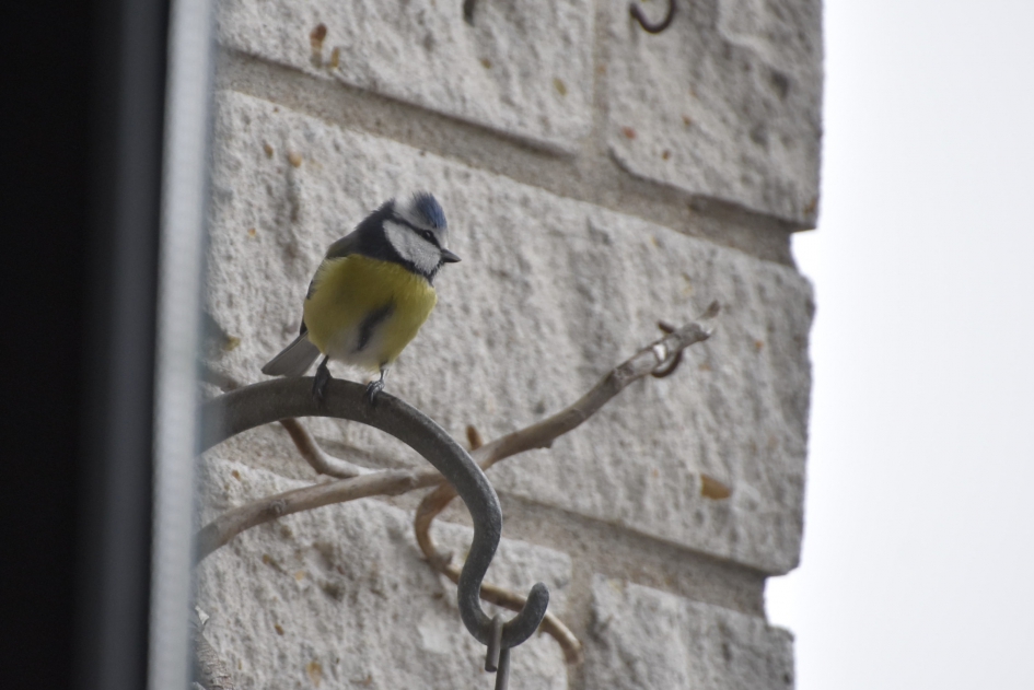 Pimpelmeesje - Vogels - 