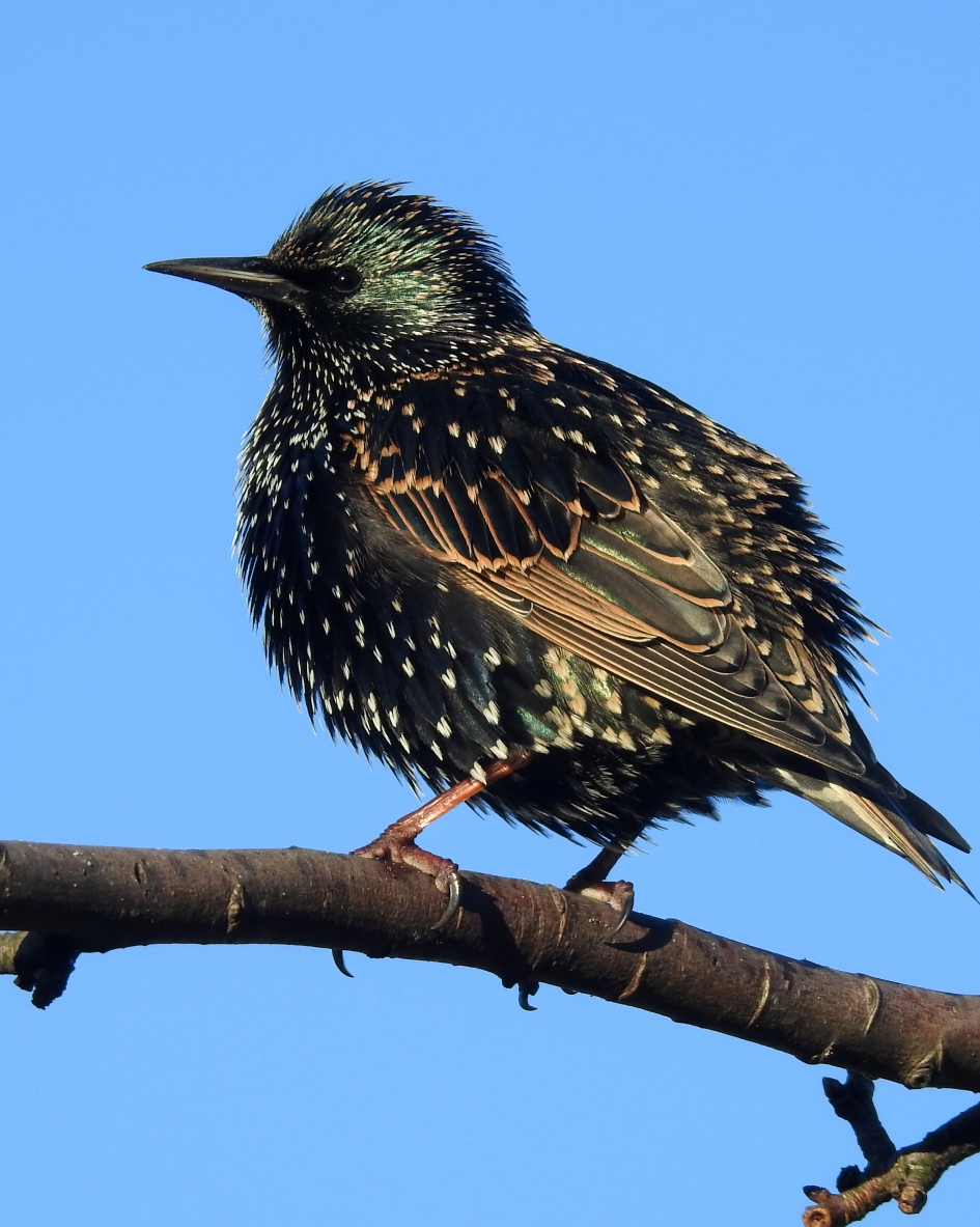 Pracht en praal - Vogels - Spreeuw