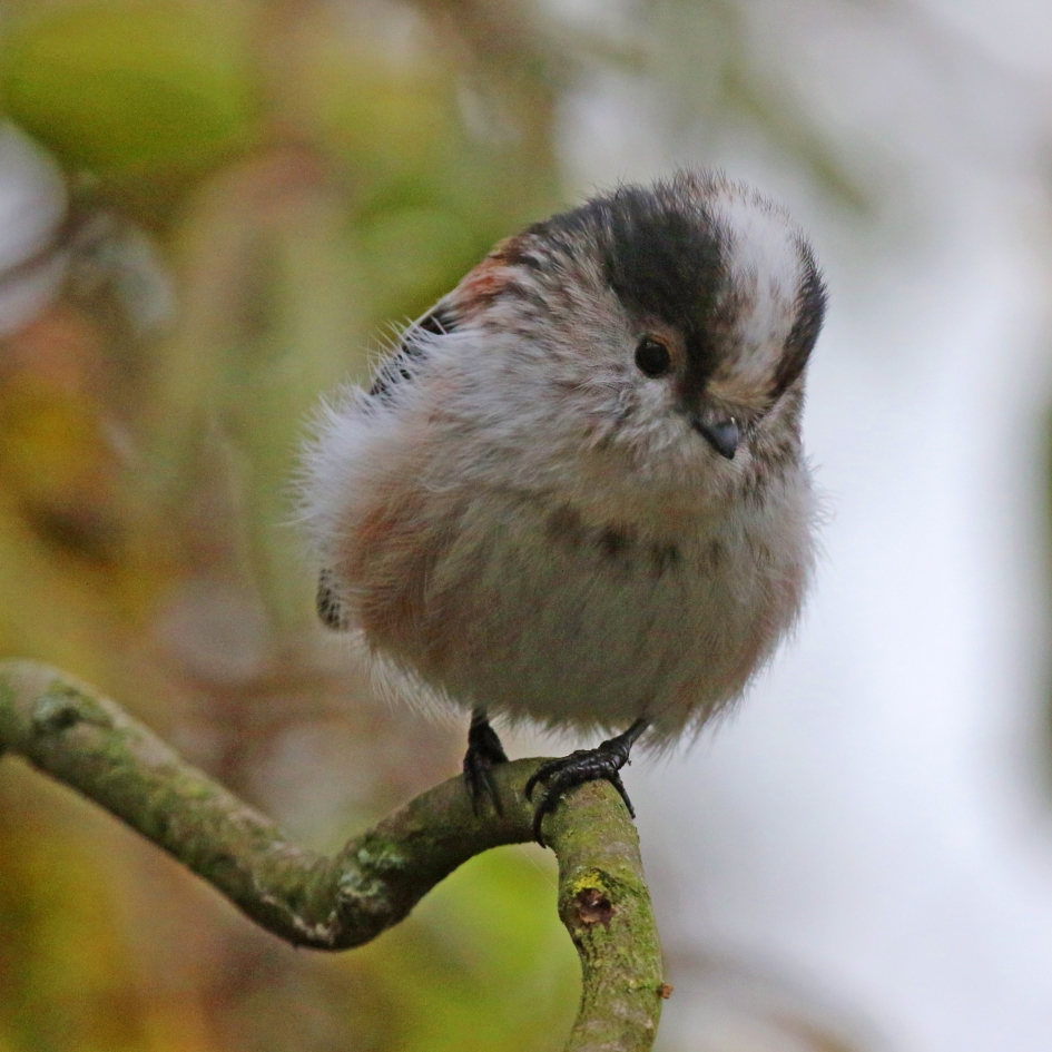 Propje dons - Vogels - 