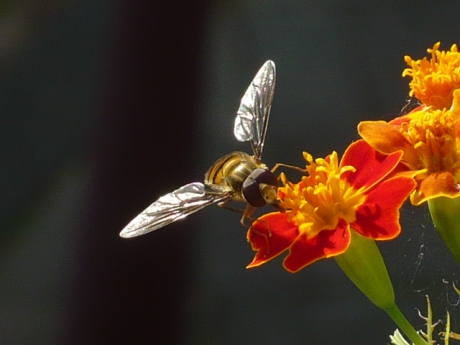 Pyjama zweefvlieg op Afrikaantje 2