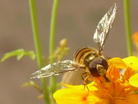 Pyjama zweefvlieg op Afrikaantje