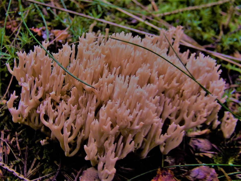 Rechte koraalzwam - Schimmels - Rechte koraalzwam