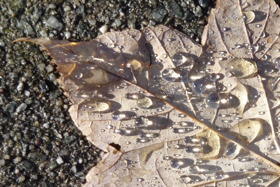 Regen weekend - Planten - 