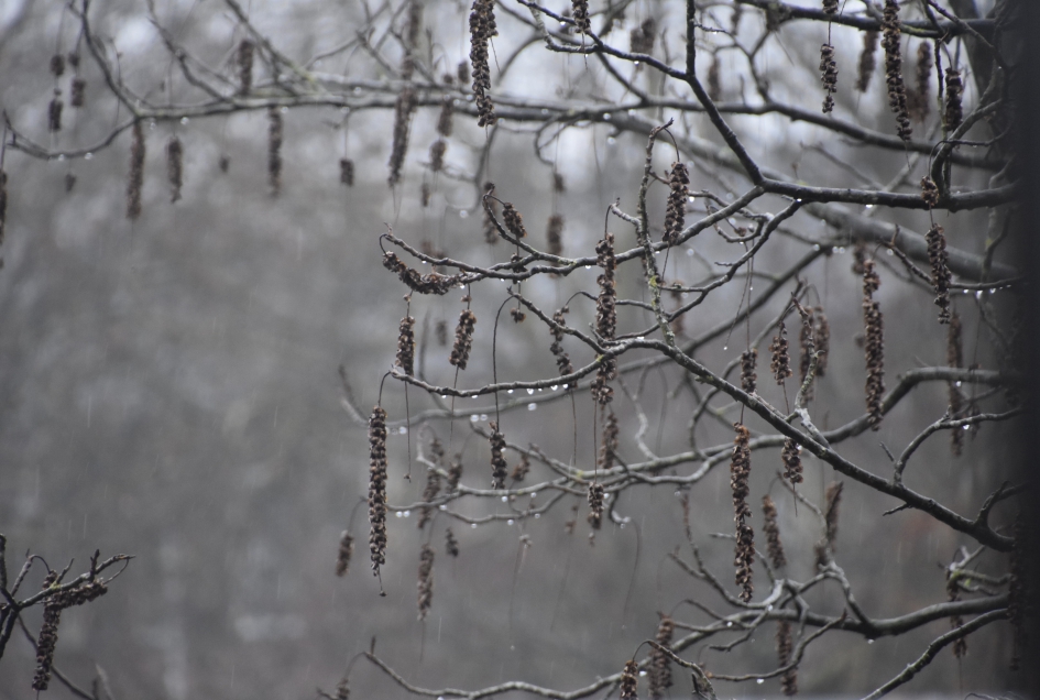 Regendruppels - Weer en landschap - 