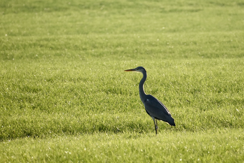 Reiger - Vogels - 