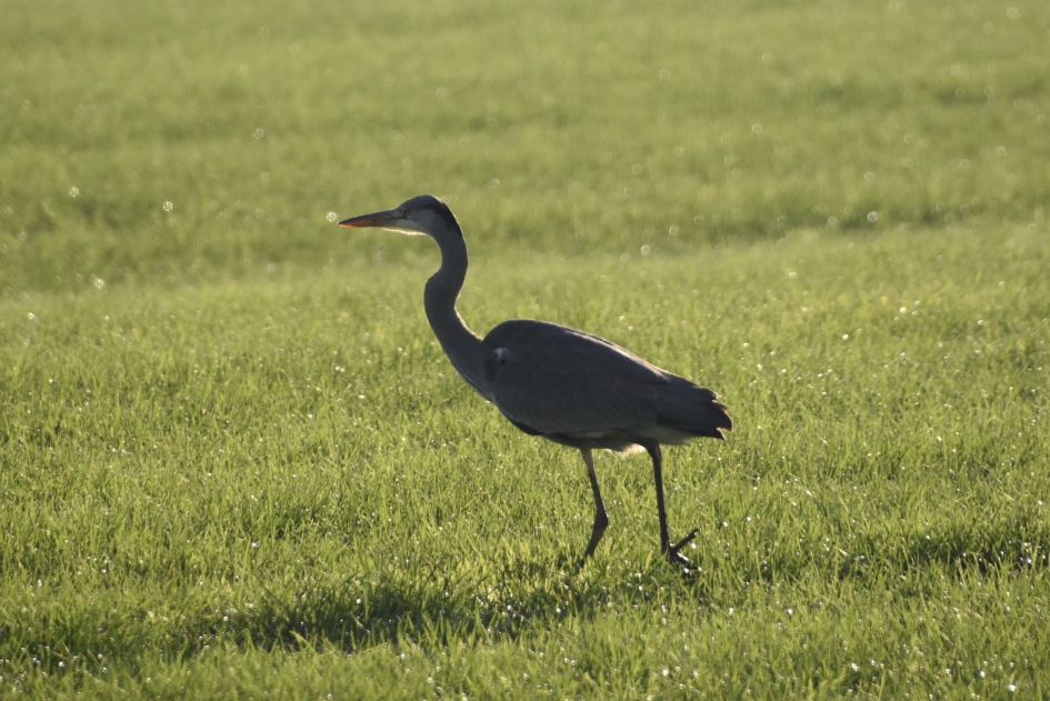 Reiger - Vogels - 