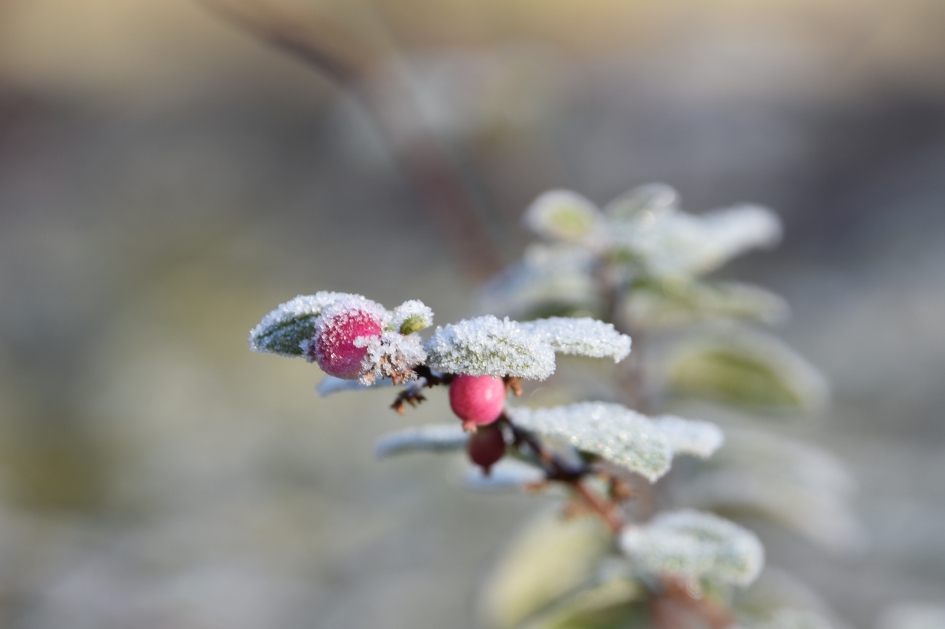 Rijp op de besjes - Planten - 