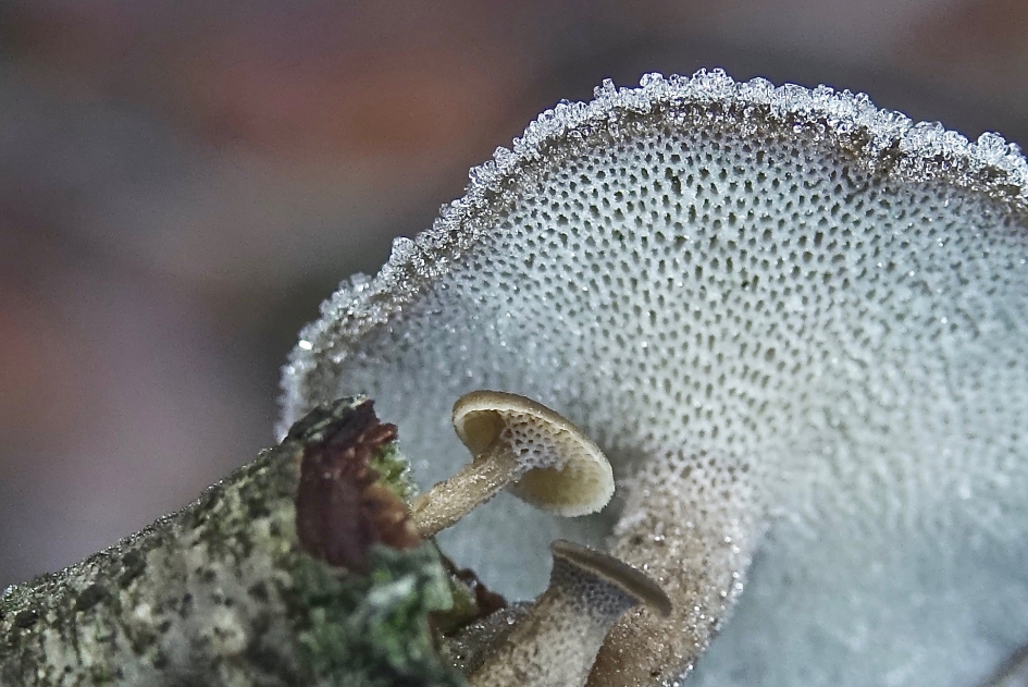 Rijp 1 - Schimmels - 