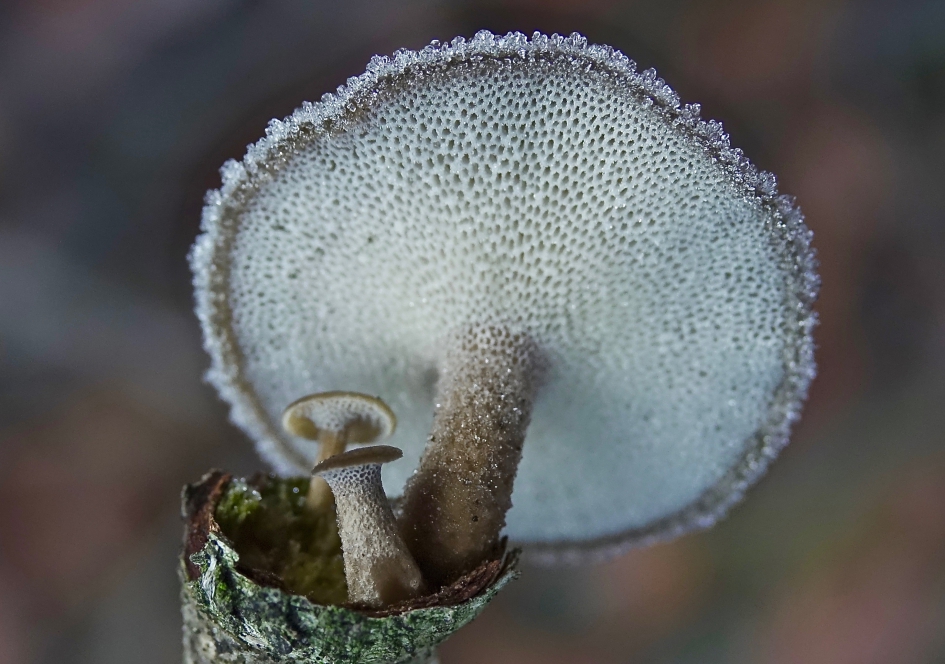 Rijp 2 - Schimmels - 