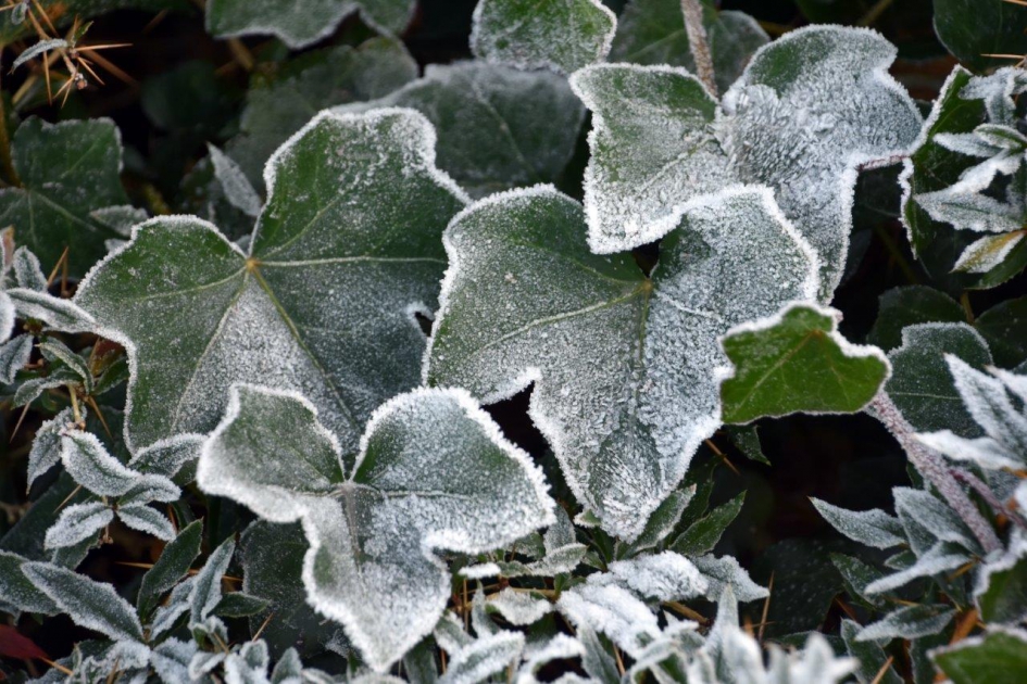 Rijp - Planten - 
