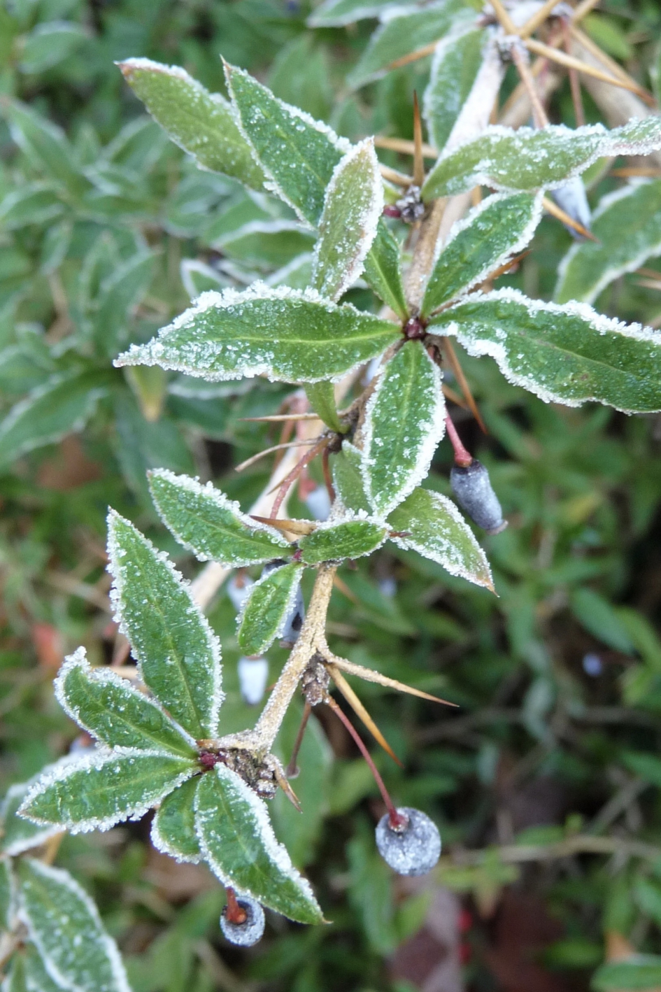 Rijp op de zuurbes - Planten - 