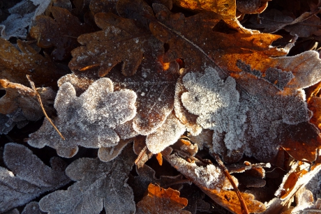 Rijp op gevallen blad