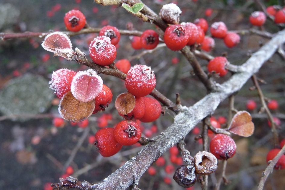 Rijp op rode bessen - Planten - 