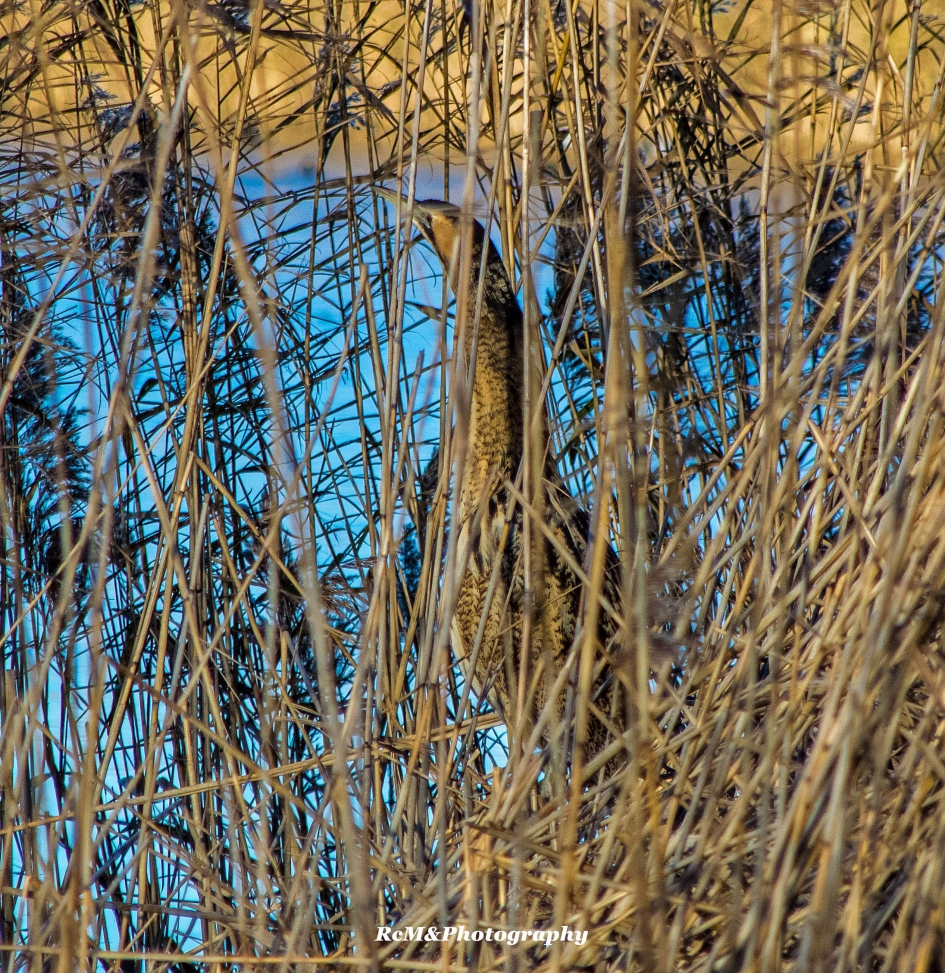 Roerdomp. - Vogels - Roerdomp.