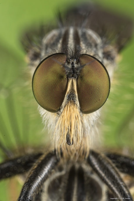 Roodbaardroofvlieg (man)