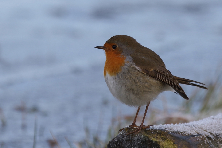 roodborst - Vogels - roodborst