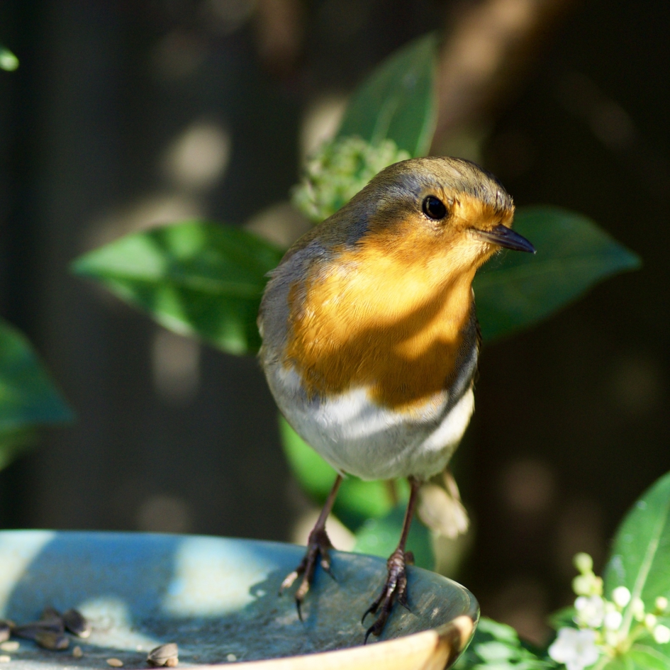 Roodborstje in het zonnetje - Vogels - 