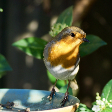 Roodborstje in het zonnetje