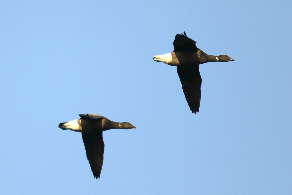 rotganzen - Vogels - 