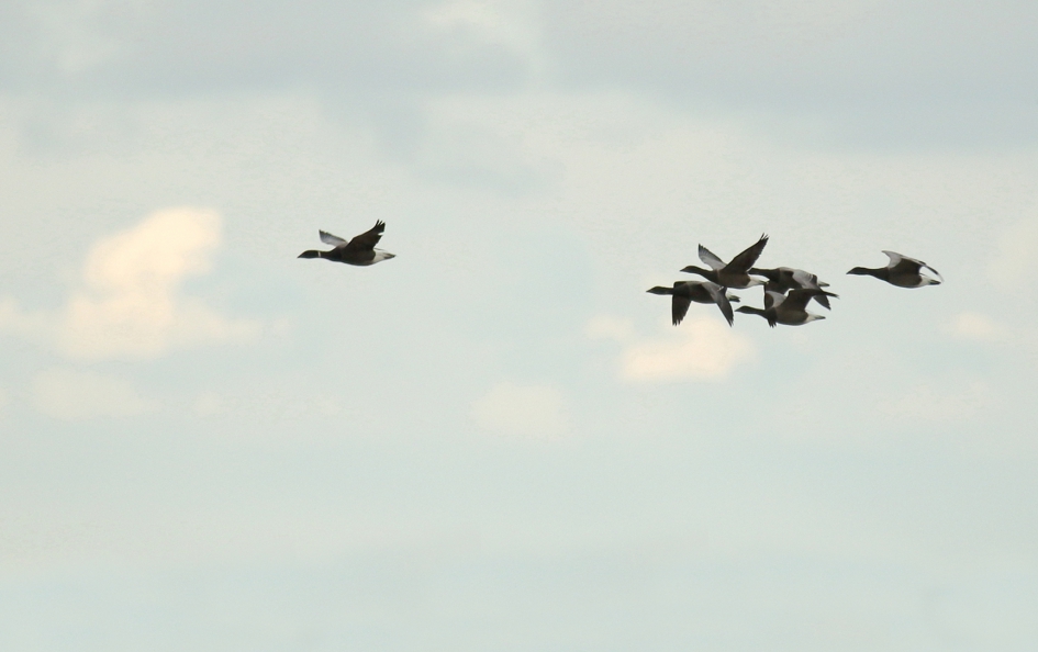 rotganzen - Vogels - rotgans