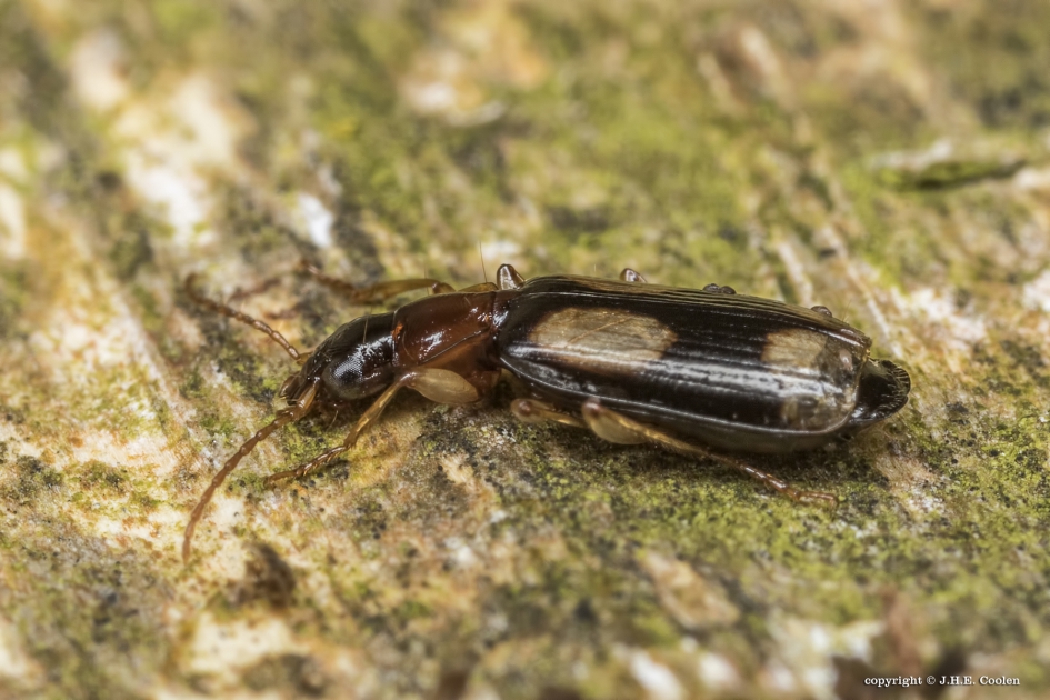 Schorsloopkever - Geleedpotigen - Schorsloopkever