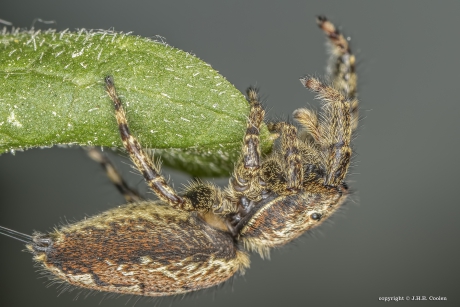 Schorsmarpissa (Marpissa muscosa)