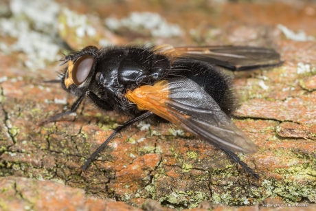Schorsvlieg (Mesembrina meridiana)