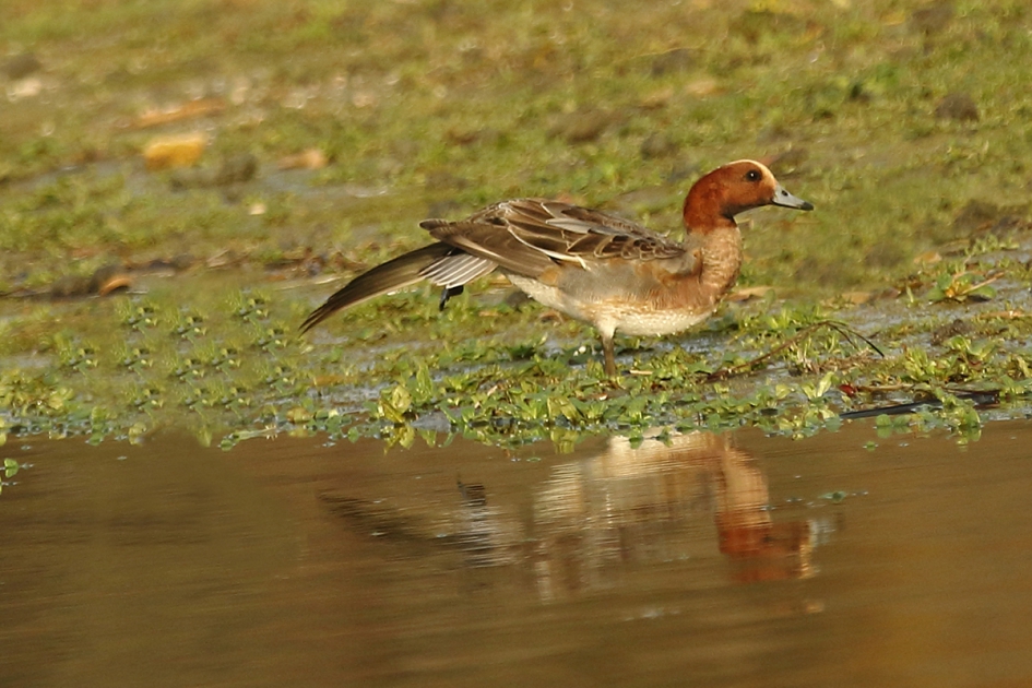 smient -m- - Vogels - smient -m-