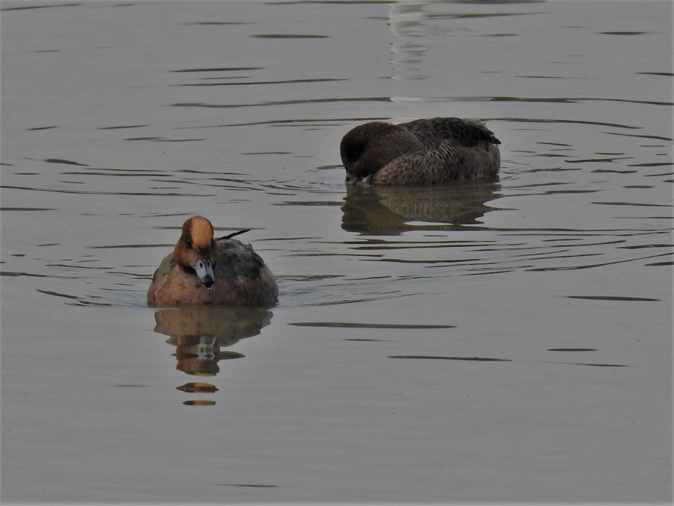 Smientenpaartje - Vogels - Smient
