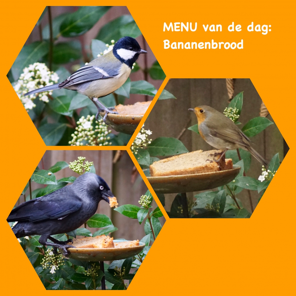 Smullen! - Vogels - 