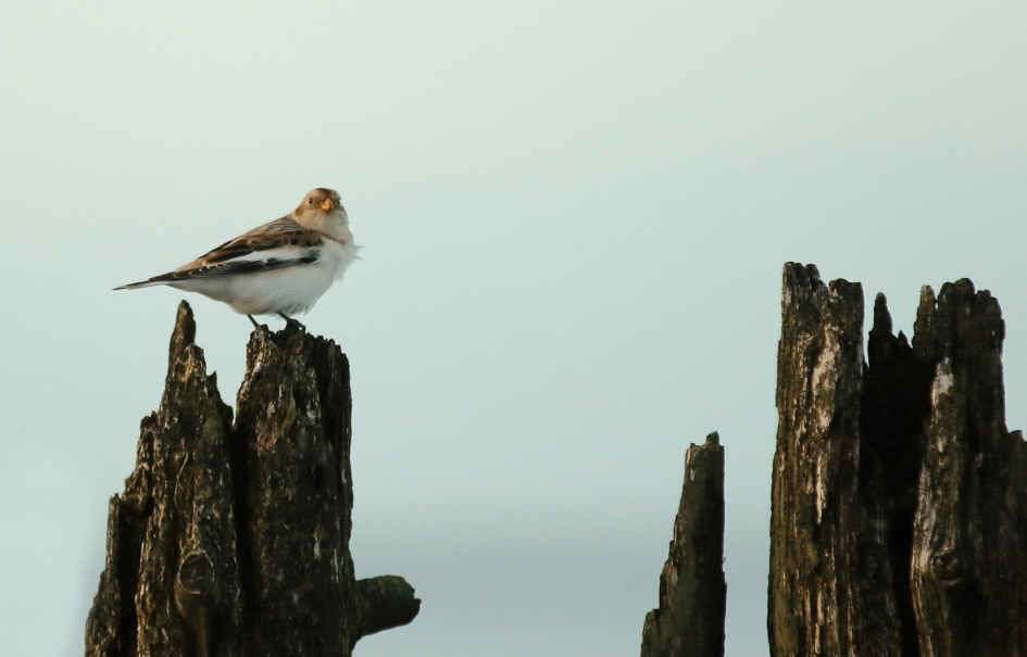 sneeuwgors - Vogels - sneeuwgors