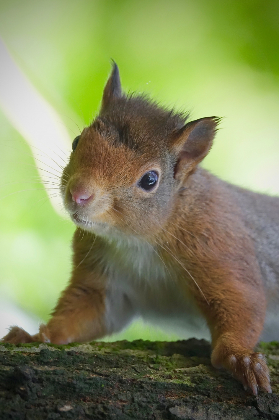 Snorhaar - Zoogdieren - Eekhoorn