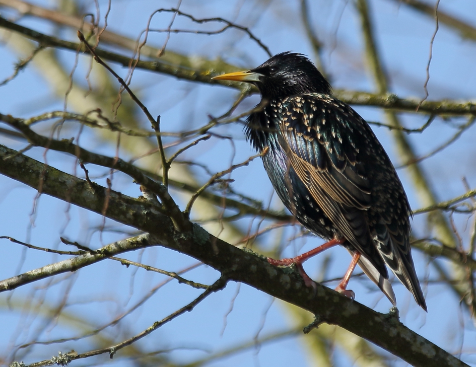 spreeuw - Vogels - spreeuw