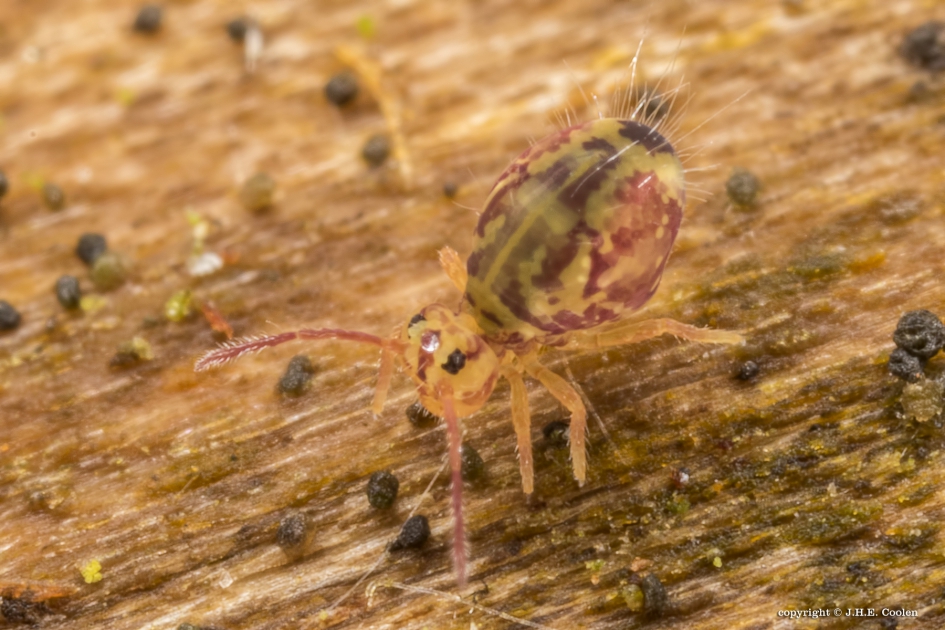 Springstaartje - Geleedpotigen - Springstaartje