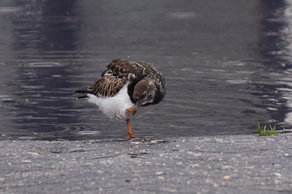 Steenloper - Vogels - 