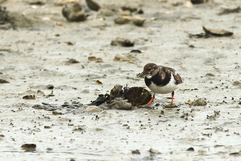 steenloper - Vogels - steenloper