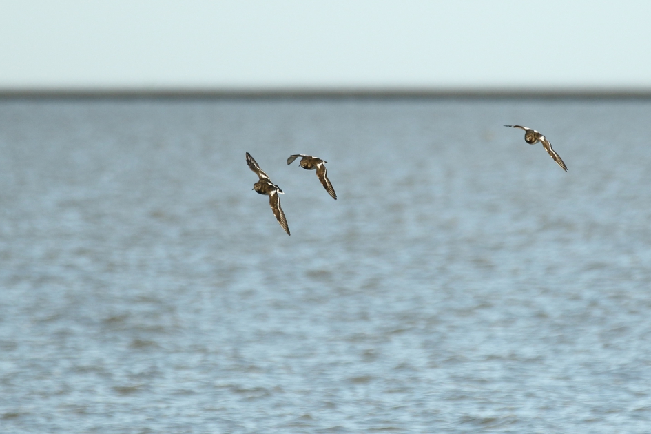 steenlopers - Vogels - steenloper