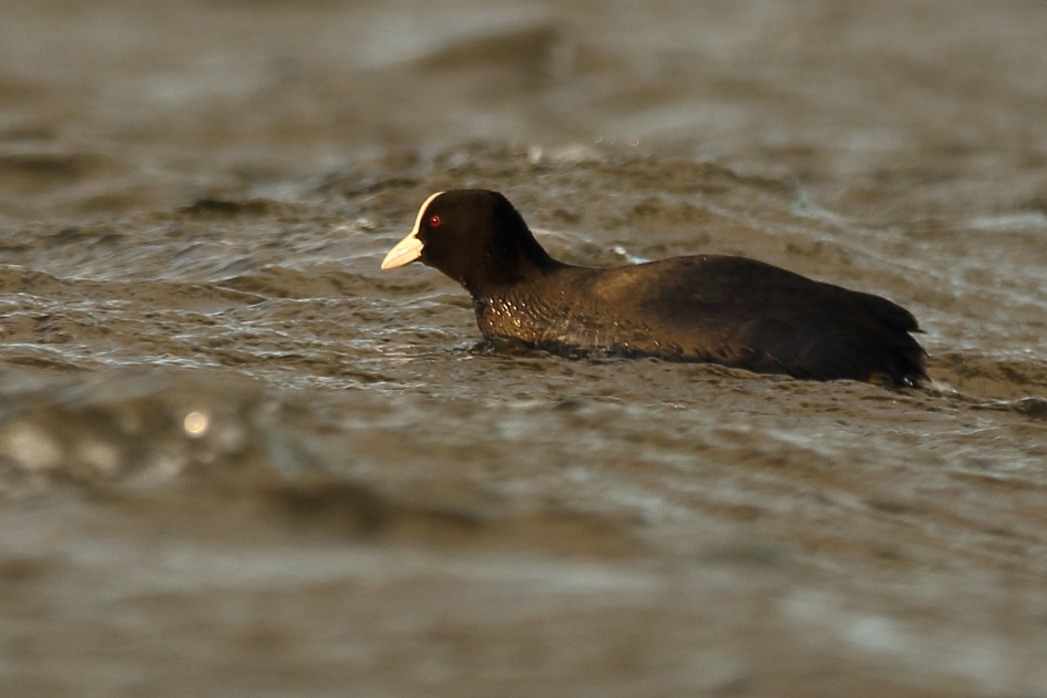 stevig windje - Vogels - meerkoet