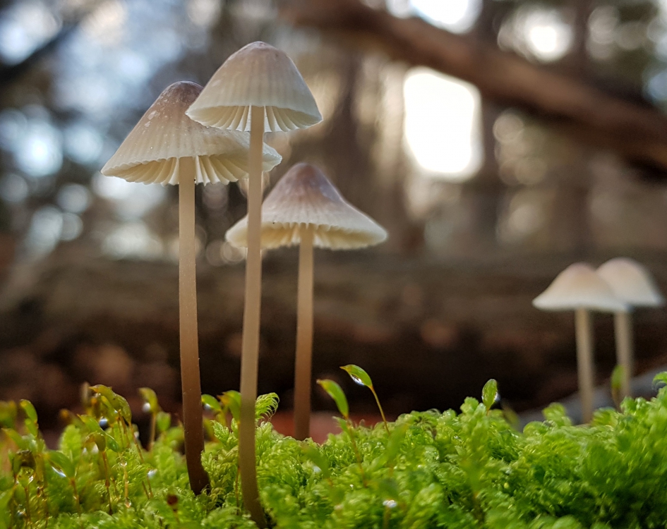 "Stokstijf" - Schimmels - Paddenstoel