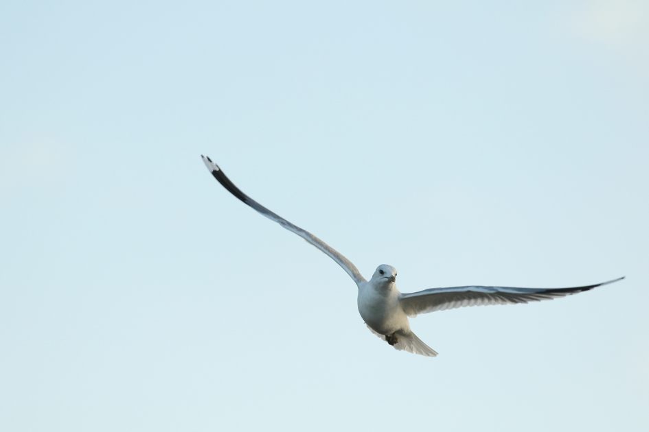 stormmeeuw - Vogels - stormmeeuw