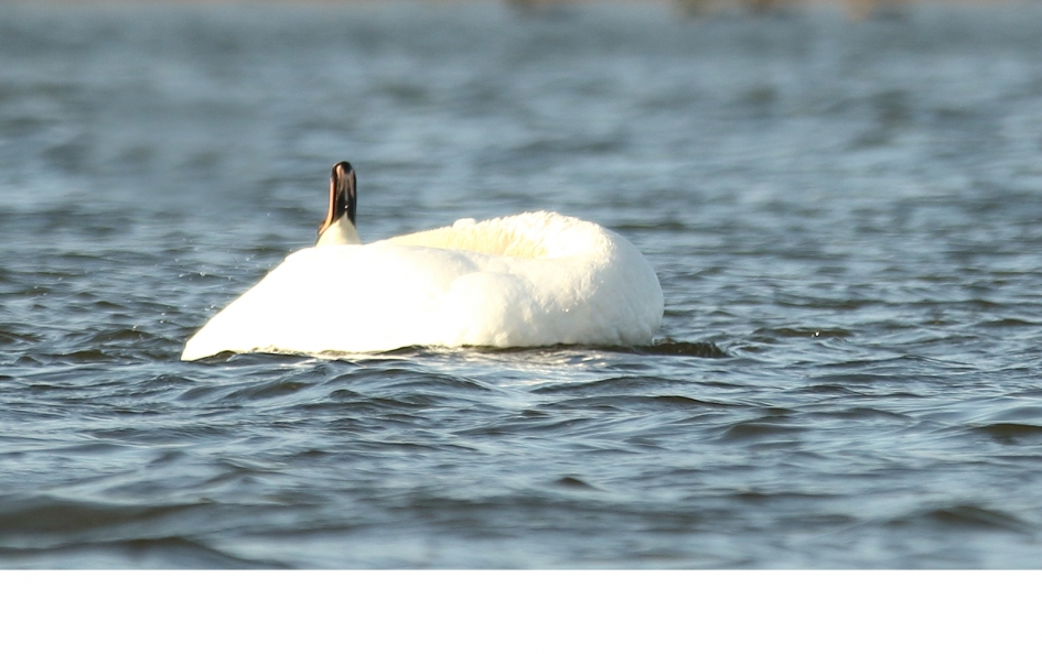 strak blauwe lucht vandaag - Vogels - knobbelzwaan -v-
