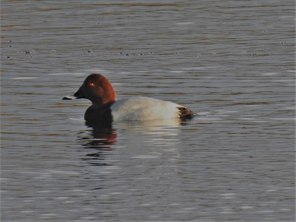 Tafeleend man - Vogels - Tafeleend