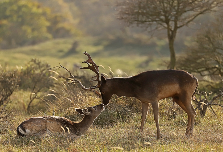 Tederheid tijdens de harde bronst - Zoogdieren - Damhert