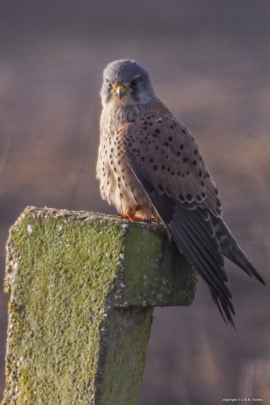 Torenvalk (man) - Vogels - Torenvalk