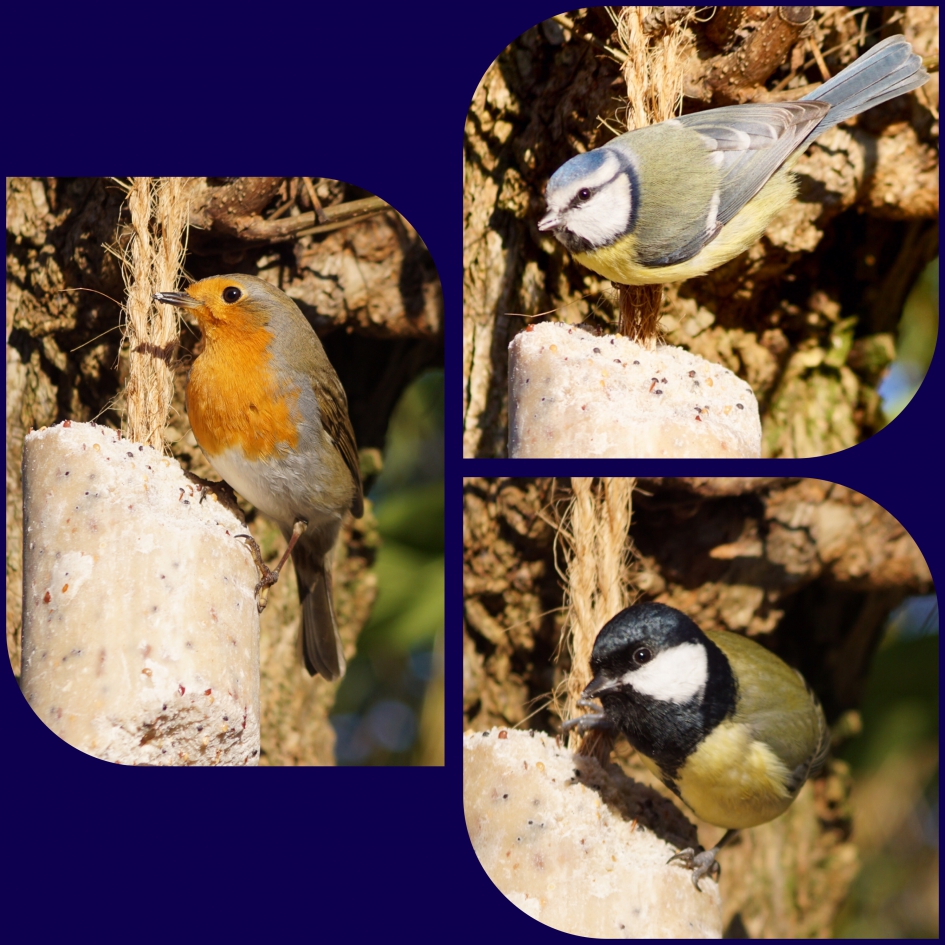 Tuinbezoek - Vogels - Roodborst, pimpelmees en koolmees