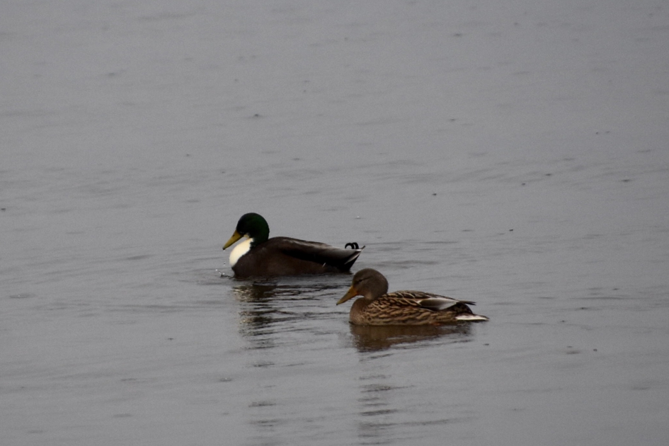 Twee eenden - Vogels - 