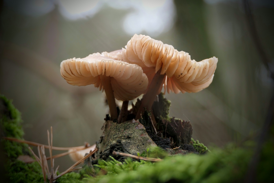 Tweeling - Schimmels - Helmmycena